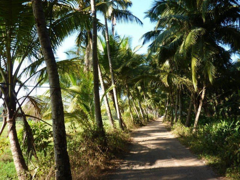 Coconut Grove Beach Resort Colva Eksteriør bilde
